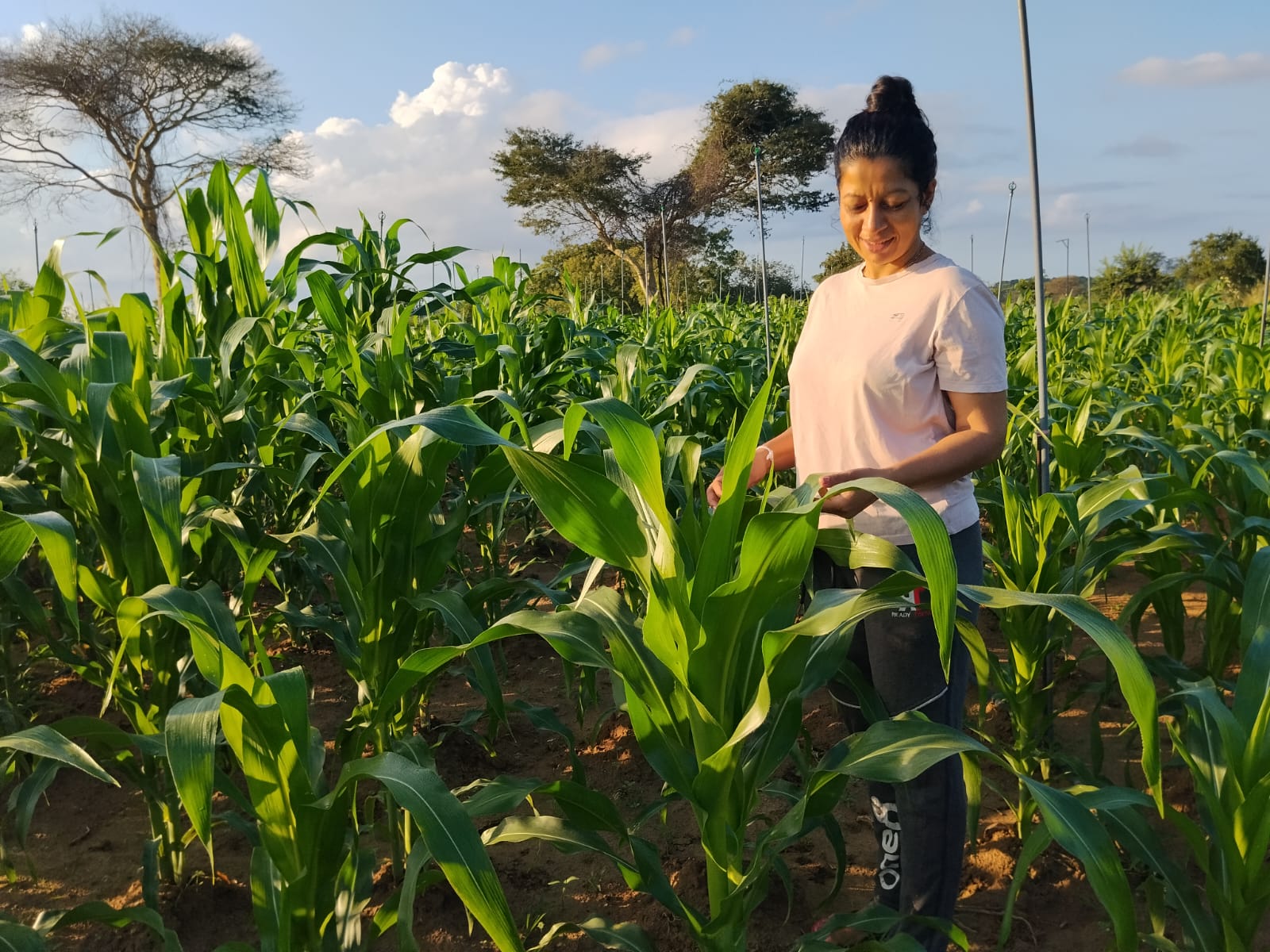 Crop Inspection