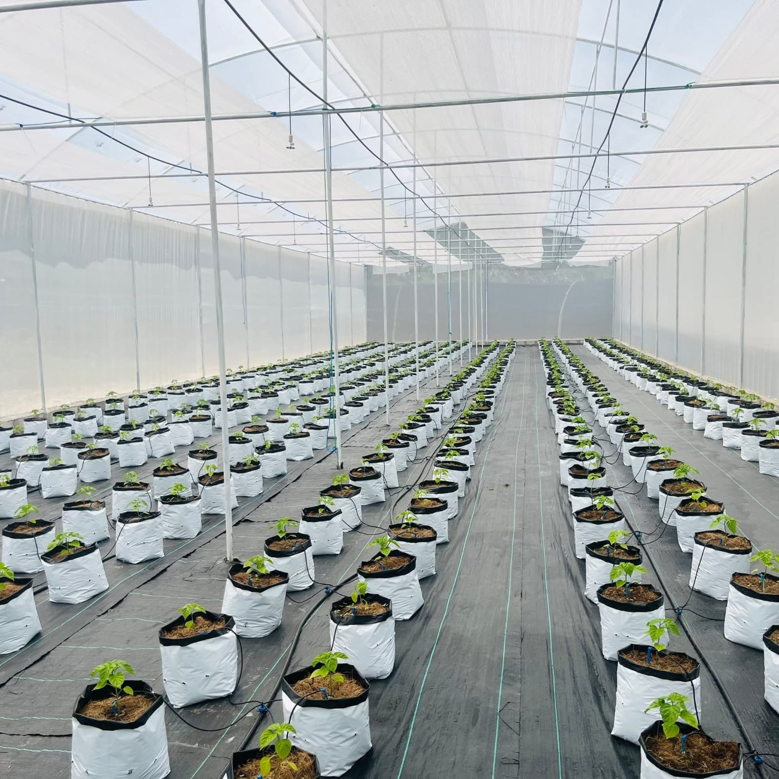 Plantation View