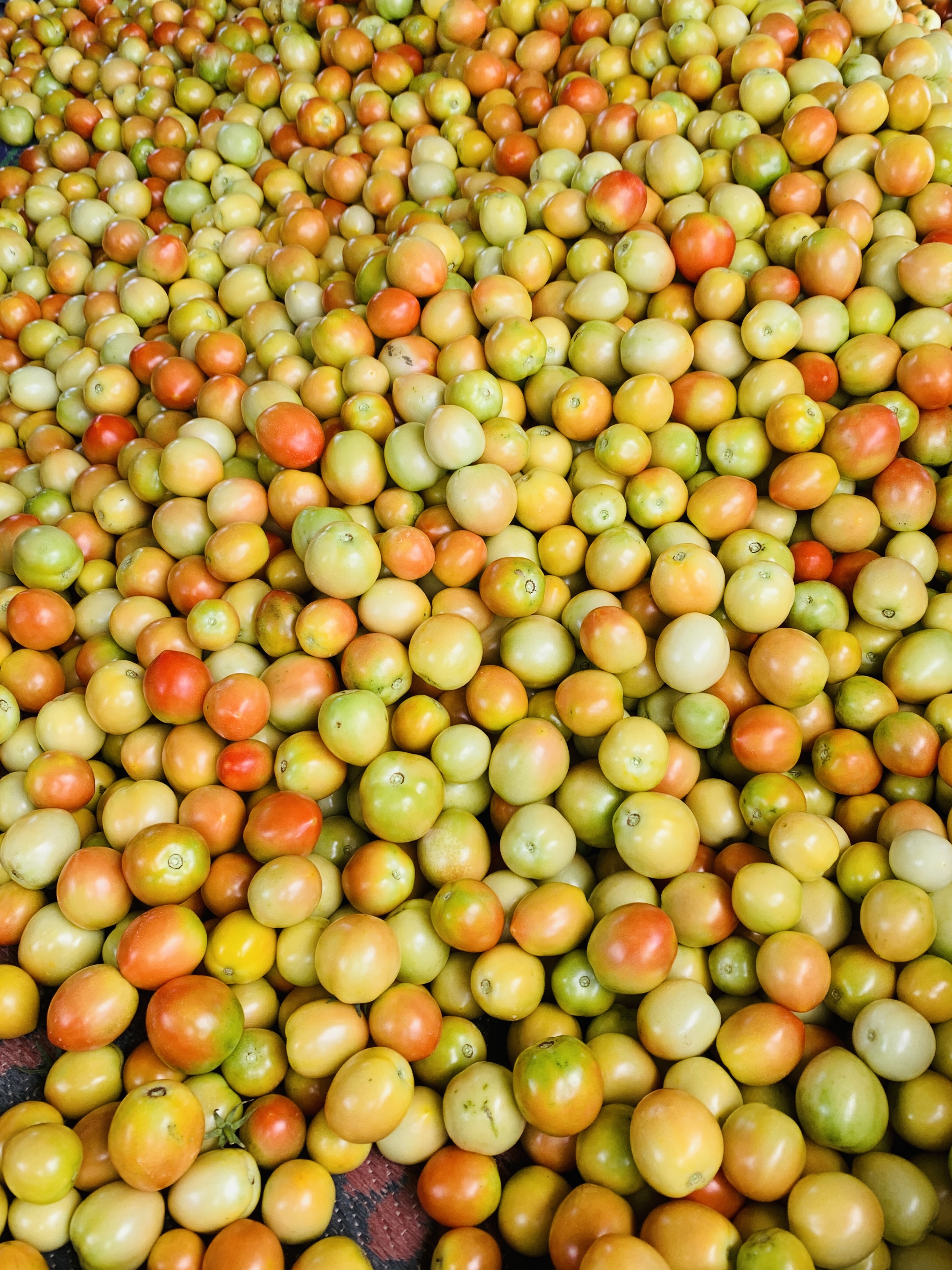Harvested Produce