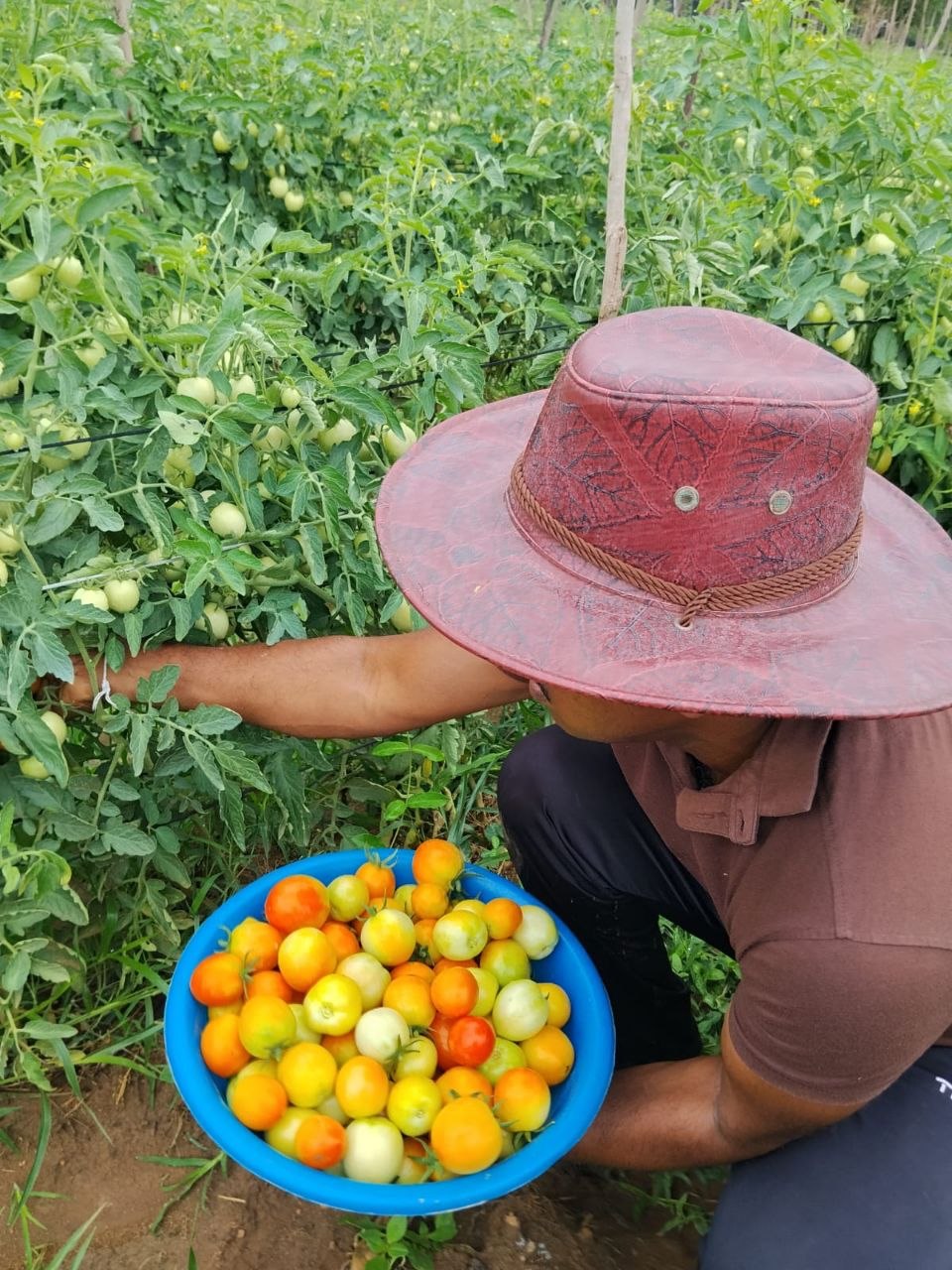 Agricultural Excellence