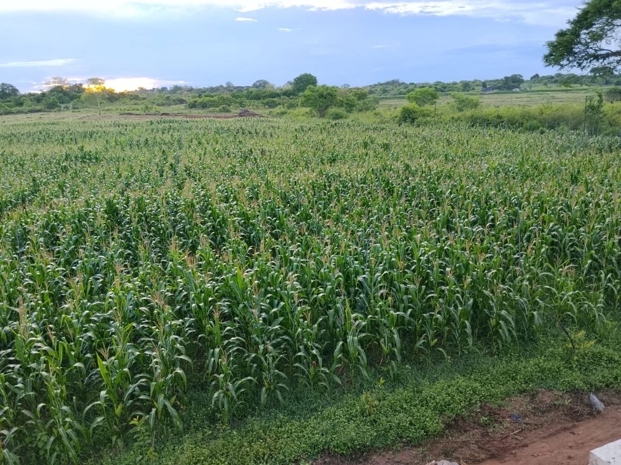 Ancestral Land