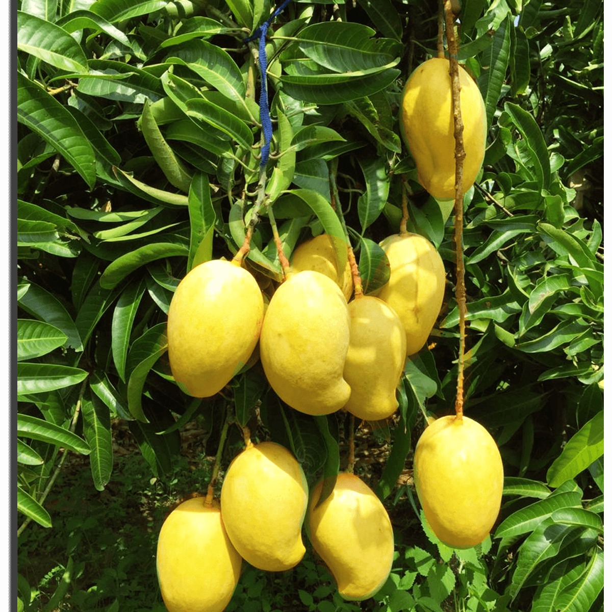 TJC Mango