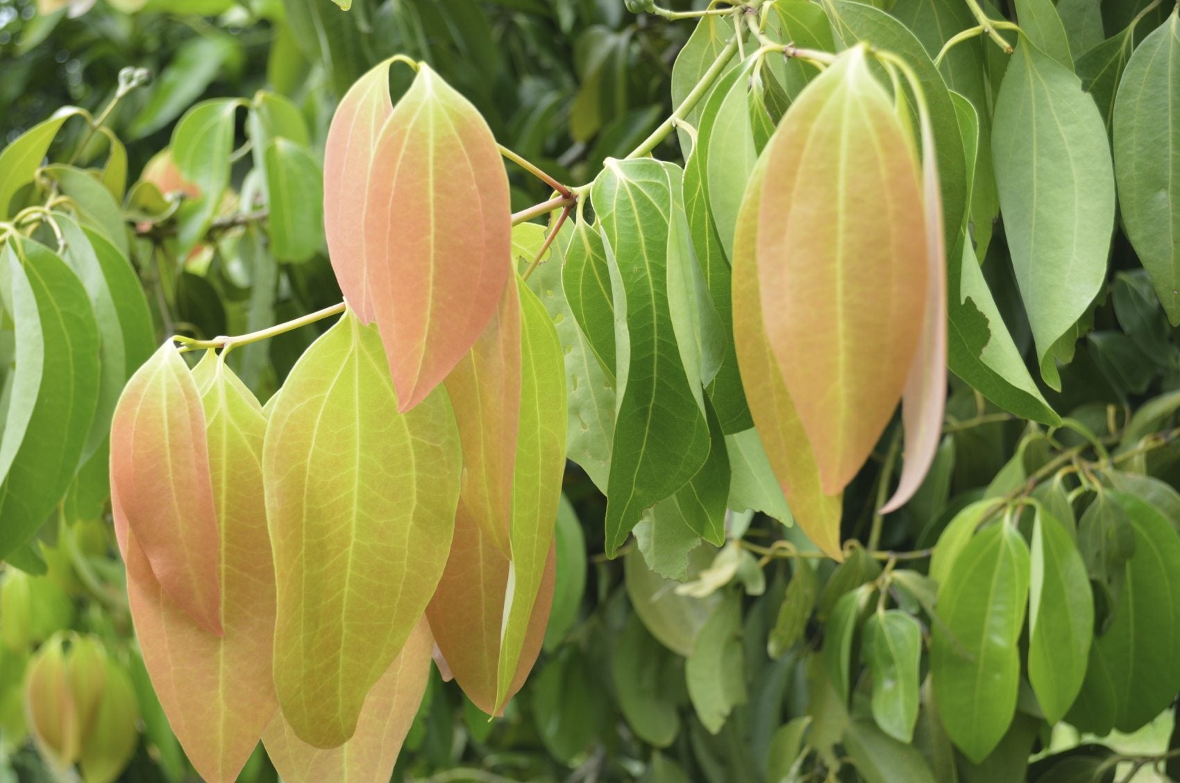 True Ceylon Cinnamon
