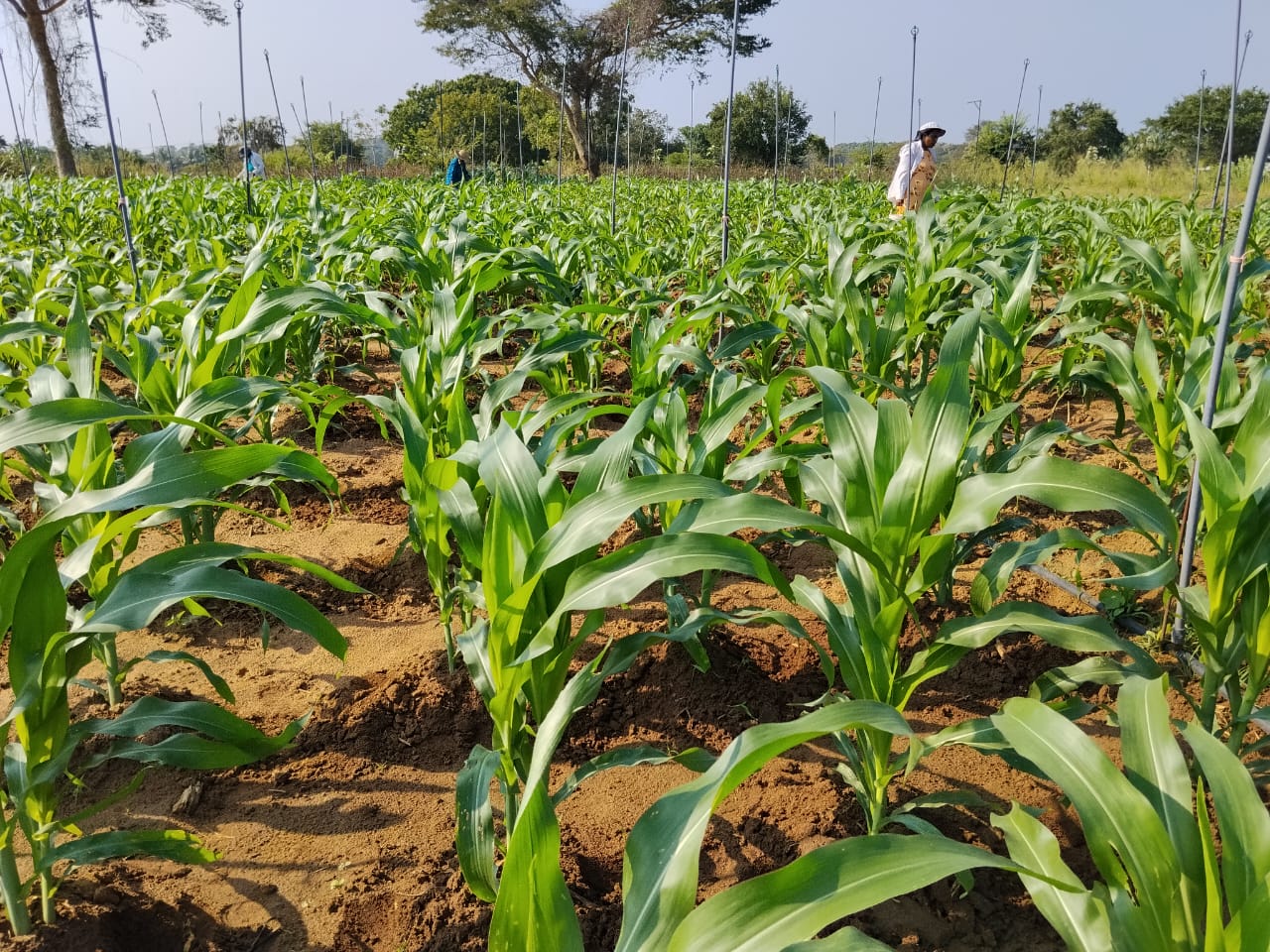 Premium Sweet Corn