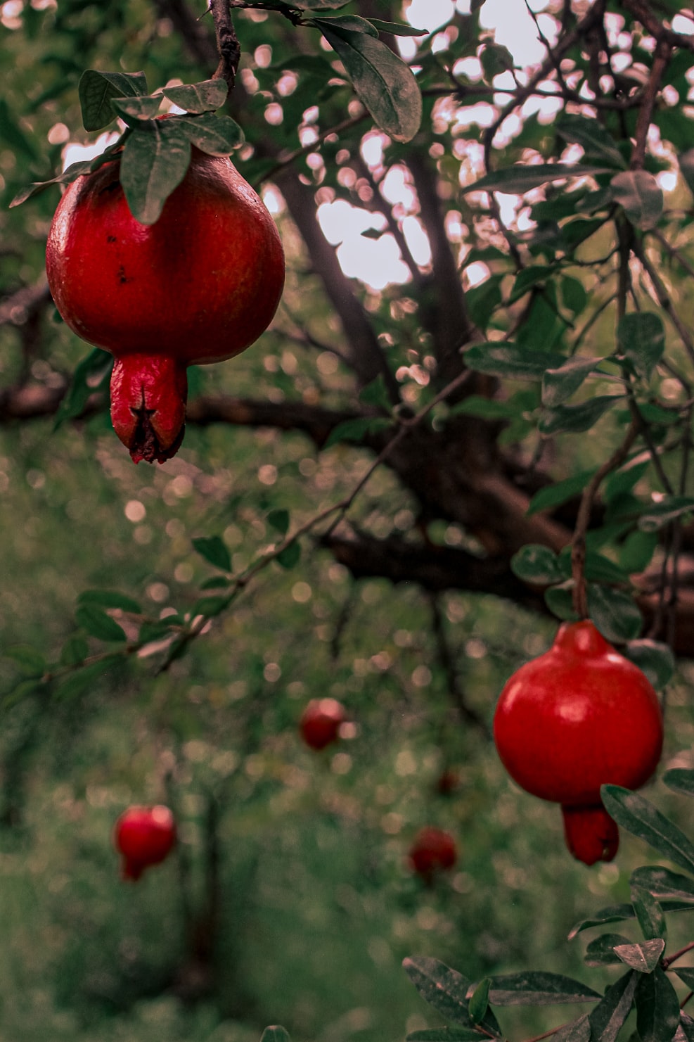 Orchard Fresh Guava