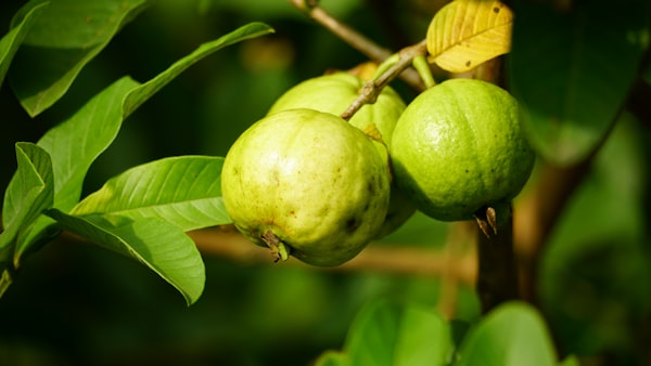 Golden Mangoes