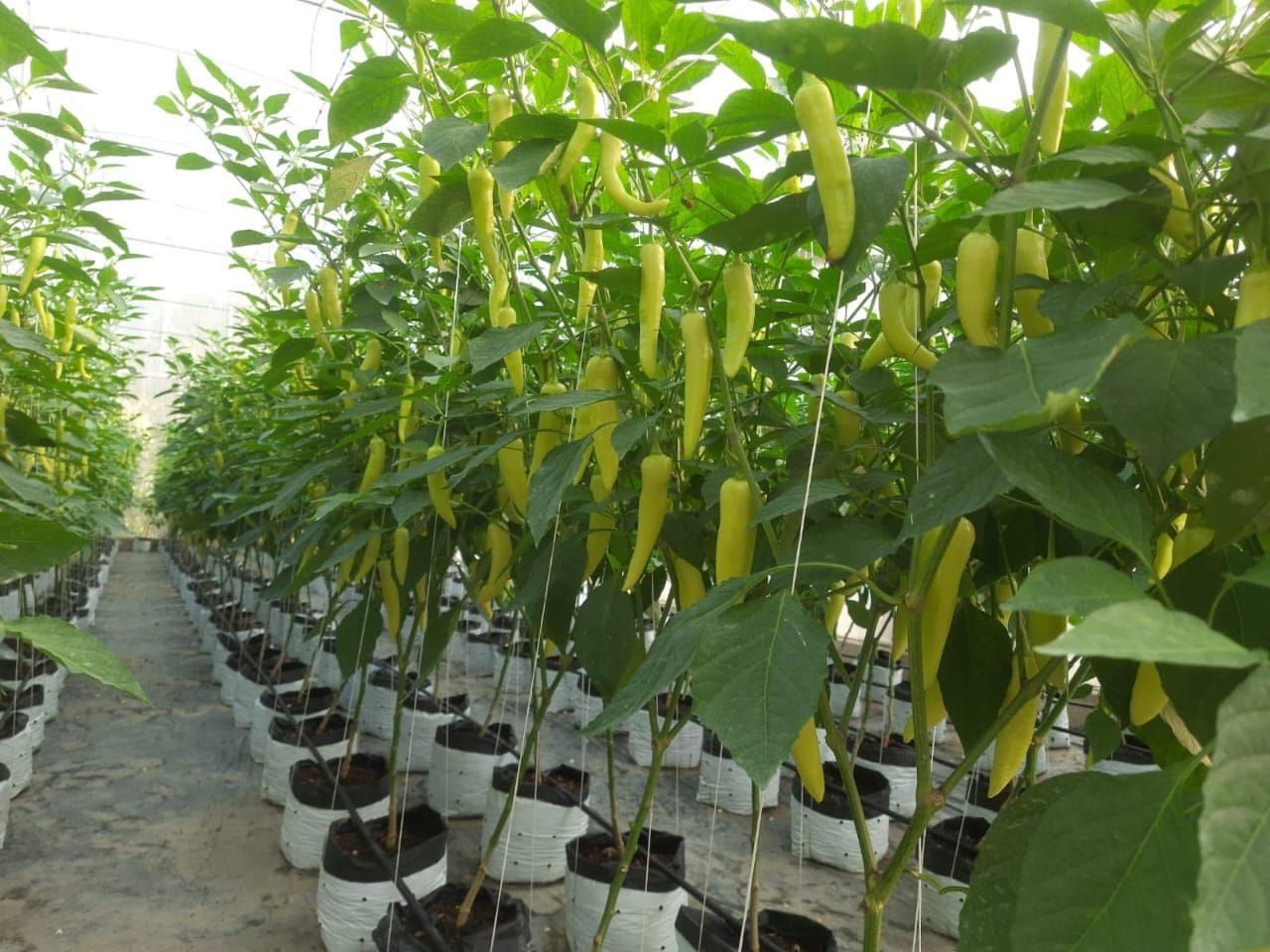 Fresh Green Peppers