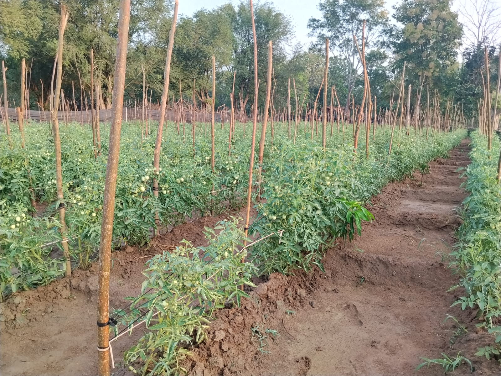Vine-Ripened Tomatoes